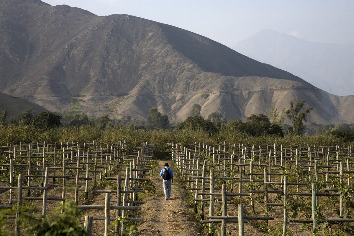 The Origin and Allure of Chilean and Peruvian Pisco