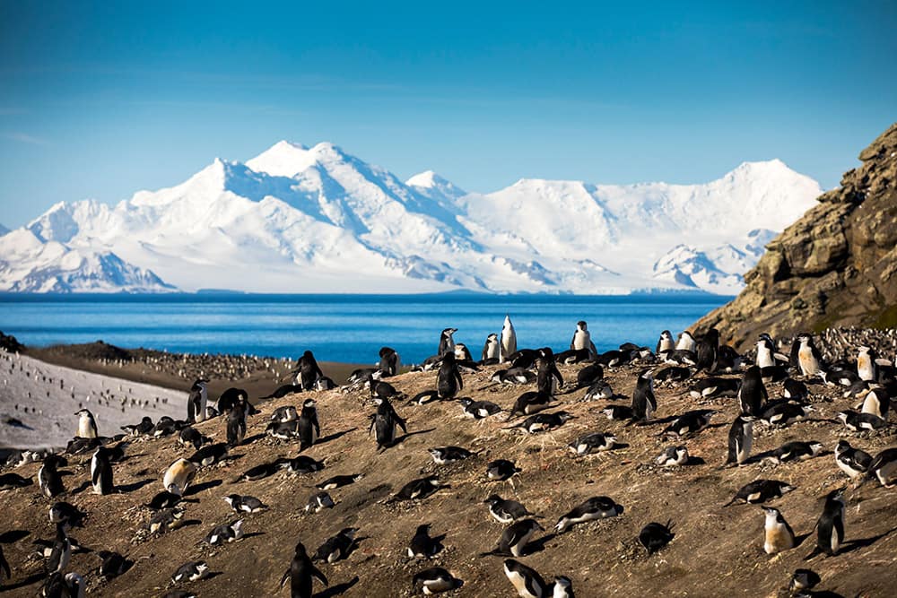 Deception Island - Chinstrap Penguins