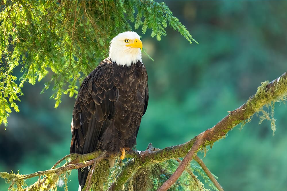 Bald Eagle in Alaska