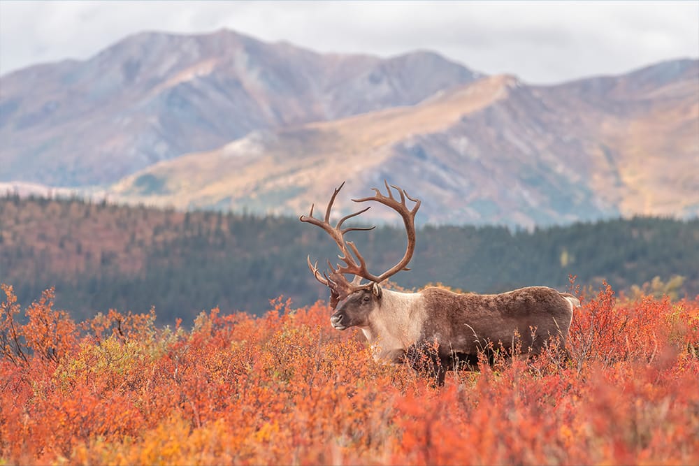 Moose in Alaska