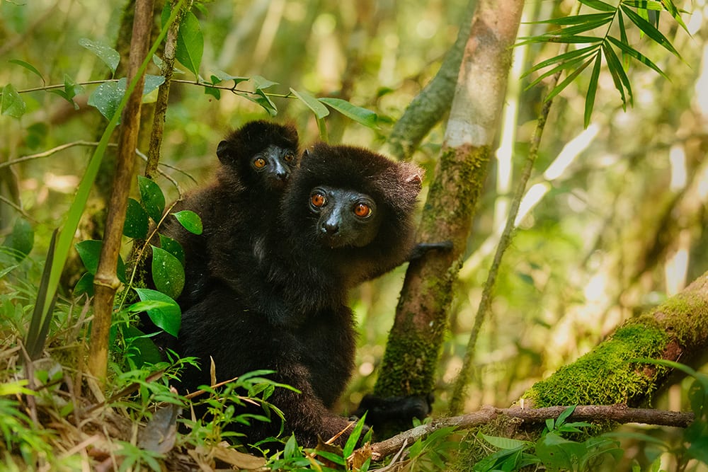 Black Lemurs in Madagascar