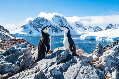 2024 Antarctica Cruises: Discover the Falkland Islands, Argentina & More