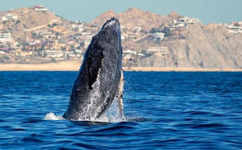 8 Great Destinations For Whale Watching