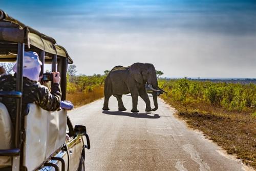 Booking a Safari for Your Africa Cruise? What to Know Before You Go