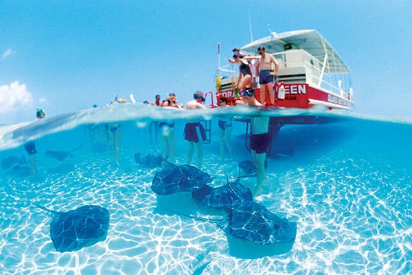 Swim with stingrays in Grand Cayman