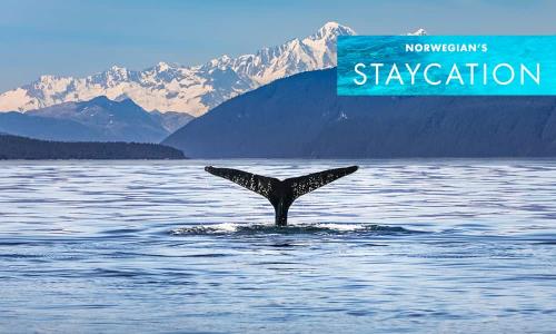 Wildlife Excursions to Experience on Your Alaska Cruise
