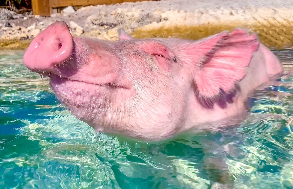 Bahamas Swimming Pigs