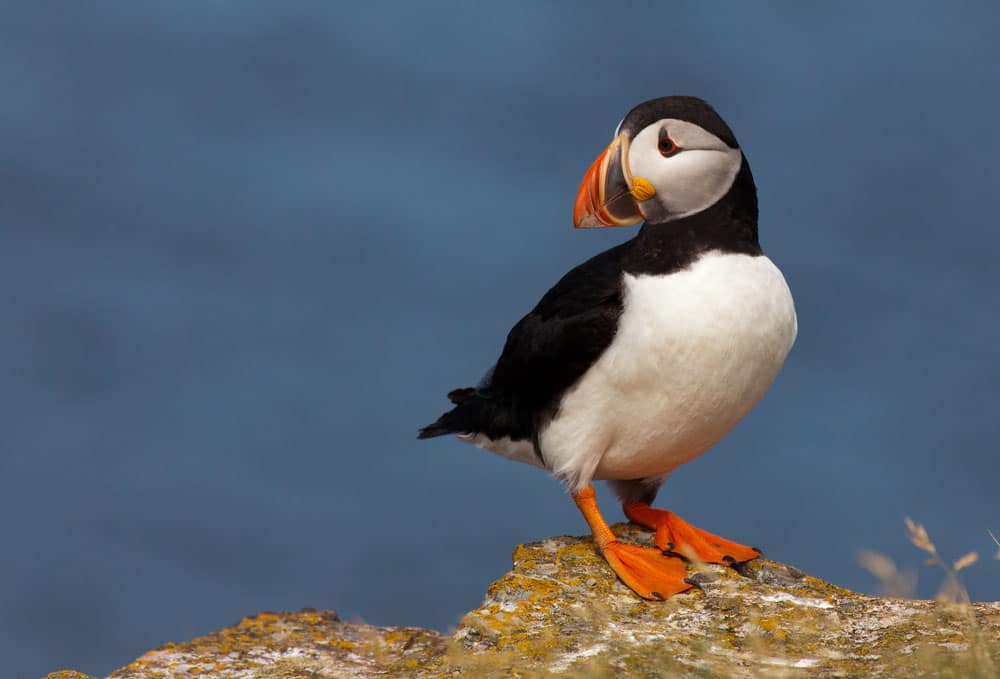 Puffin Bird in Canada