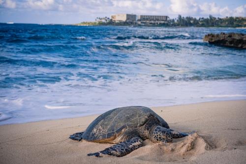 Where You’ll Find Sea Turtles Around the World