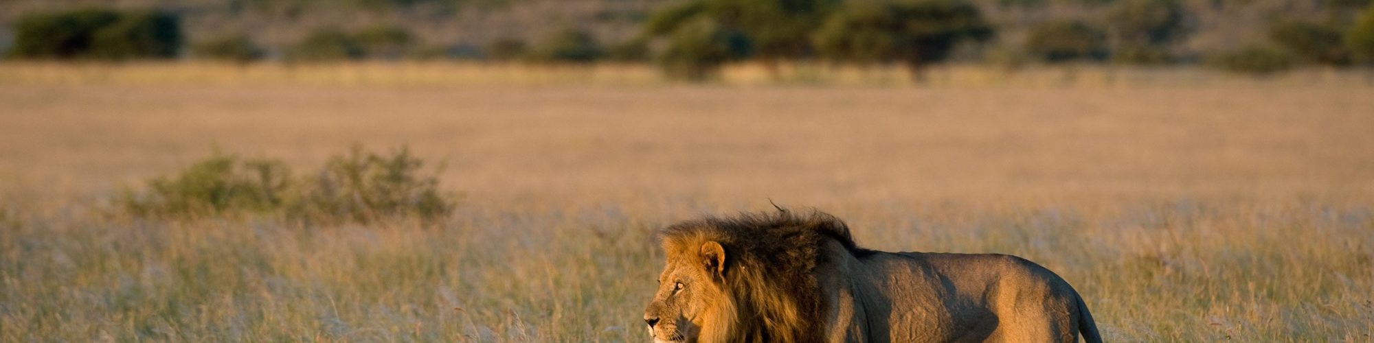 Central Kalahari Game Reserve travel agents packages deals