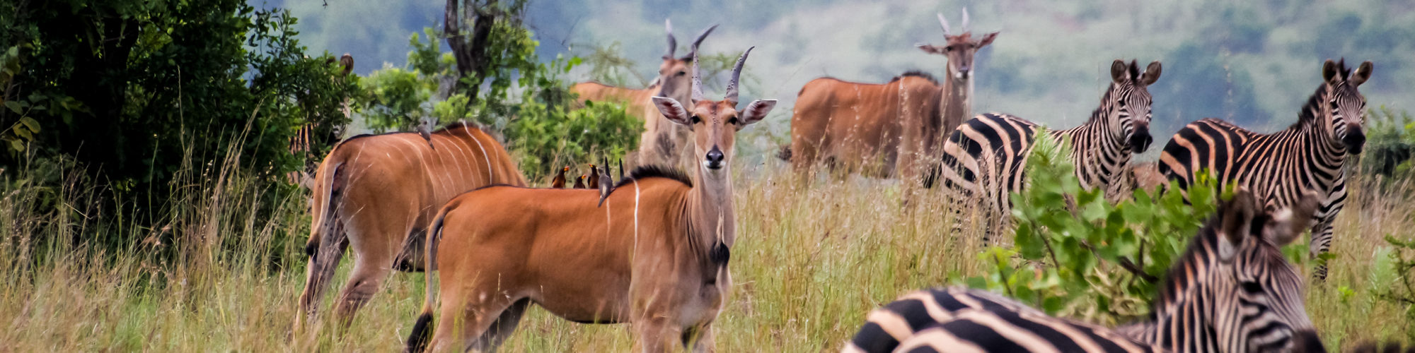 Akagera National Park travel agents packages deals