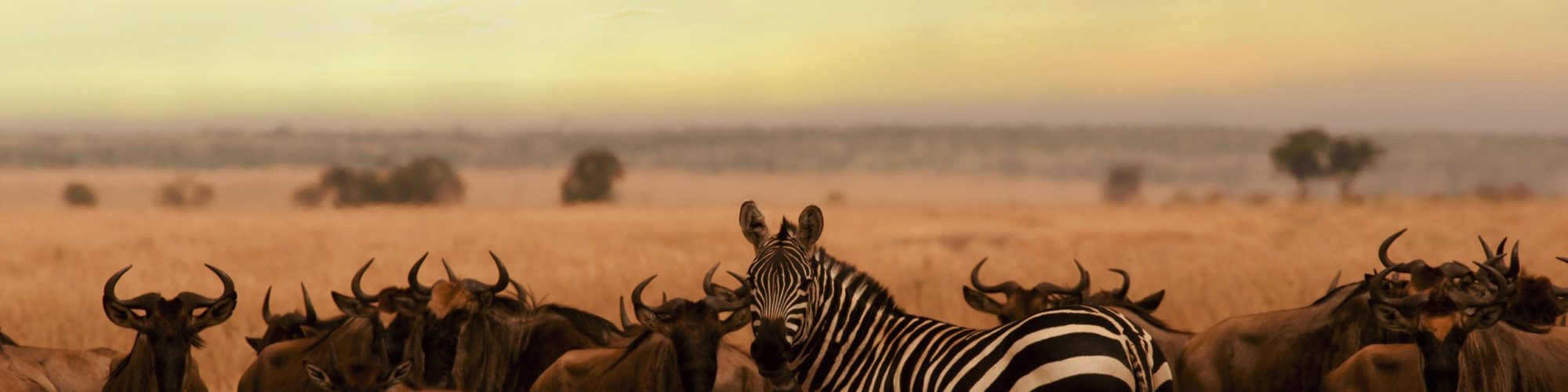 Serengeti Travel travel agents packages deals