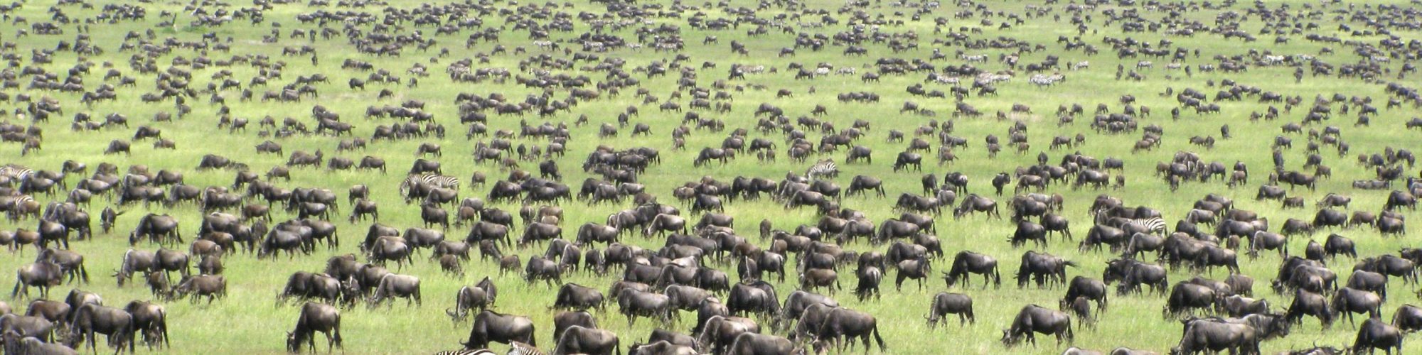 Serengeti travel agents packages deals