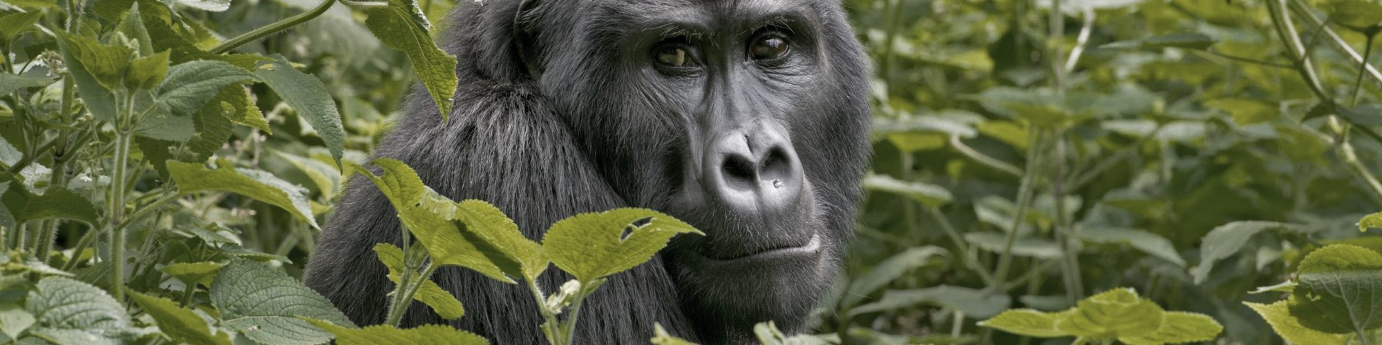 Bwindi Impenetrable Forest travel agents packages deals