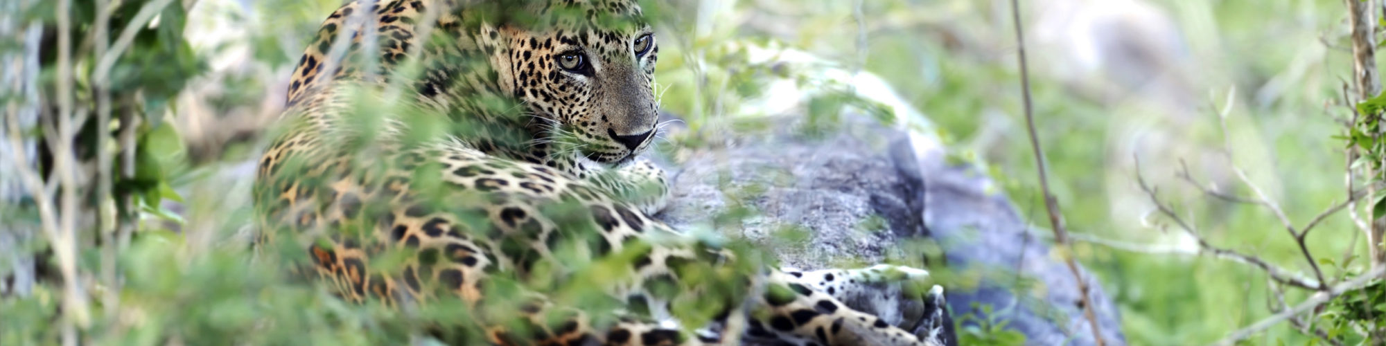Yala National Park travel agents packages deals