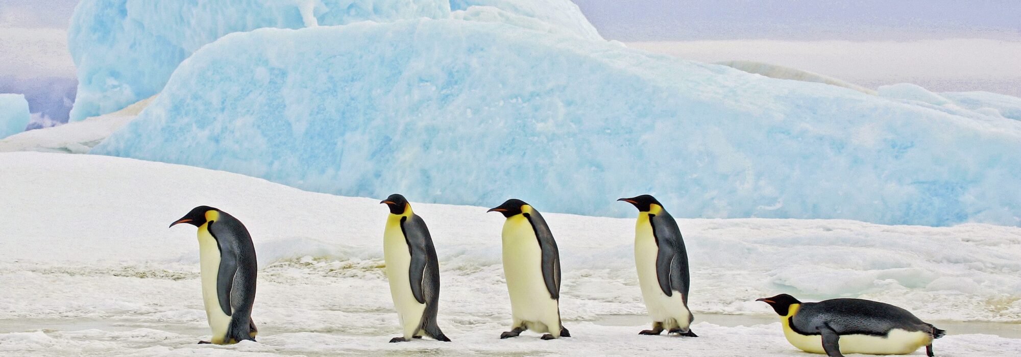 Antarctica Travel travel agents packages deals