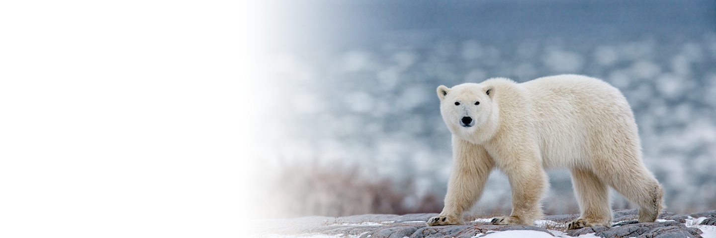 Alaska Land Program: Polar Bear Snapshots in the Wild