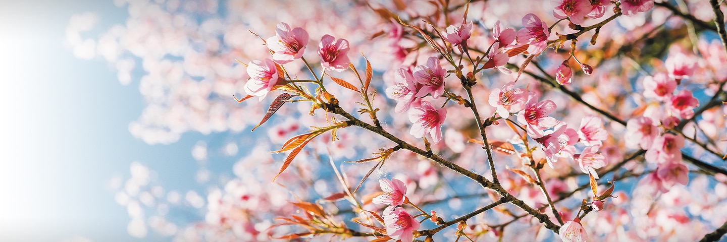 Japan In Bloom