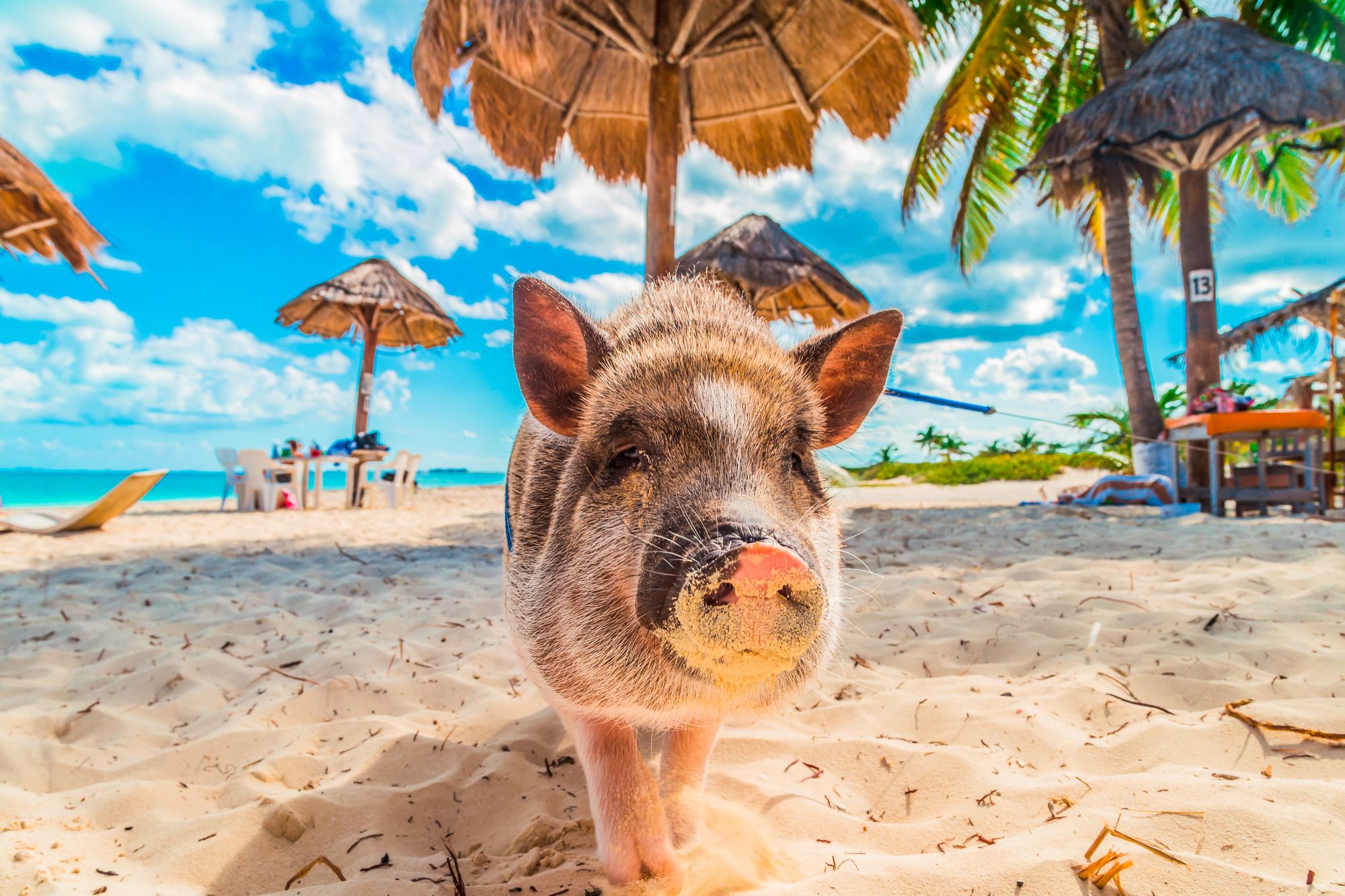 Pig Beach Bahamas