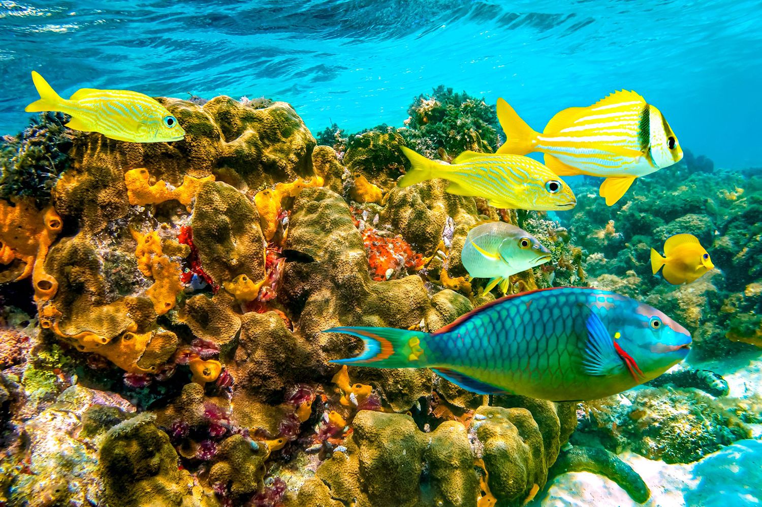 Scuba-Diving-Jamaica-Coral-Reef