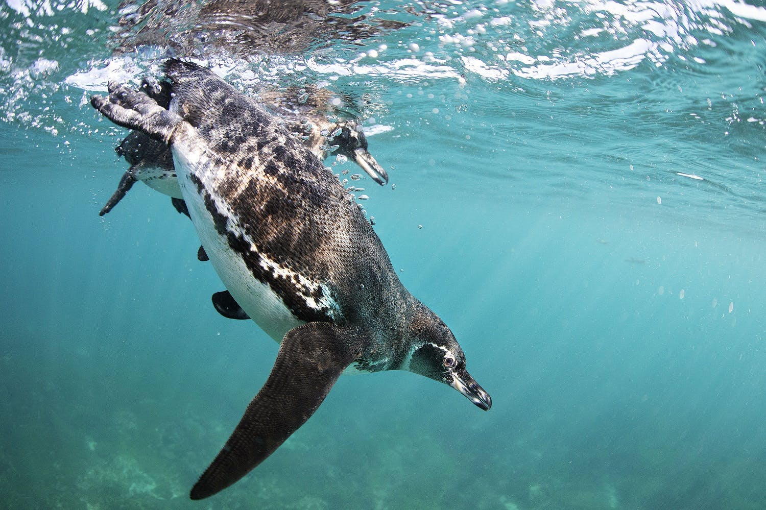 5 Galápagos Photography Tips: How to Capture Great Underwater Images