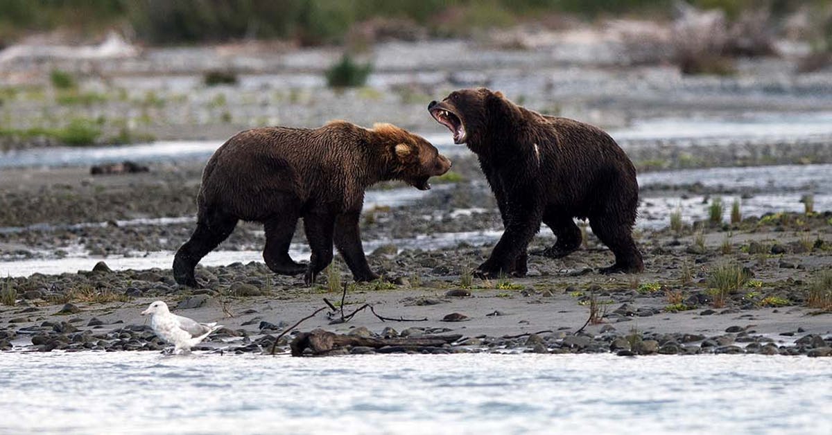 7 Tips for Planning a Trip to Alaska to Catch a Glimpse of Brown Bears