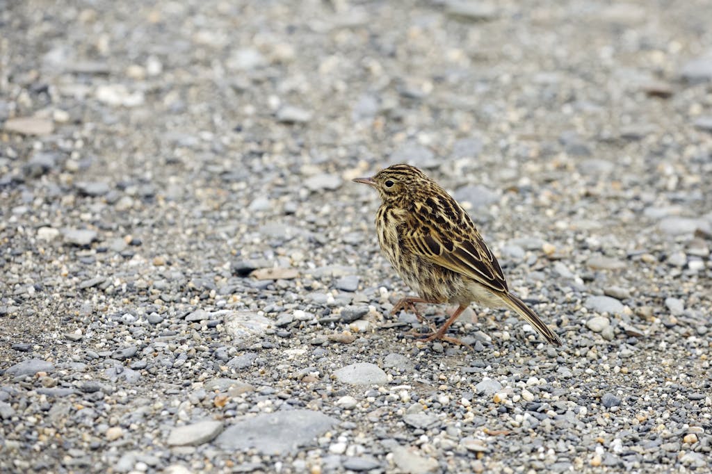 A Detailed Guide to Recognizing the South Georgia Pipit