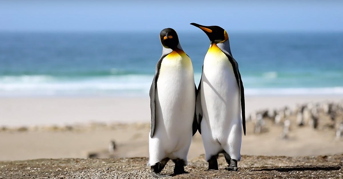 Albatross and Penguins: Stepping Into the World of Saunders Island Wildlife