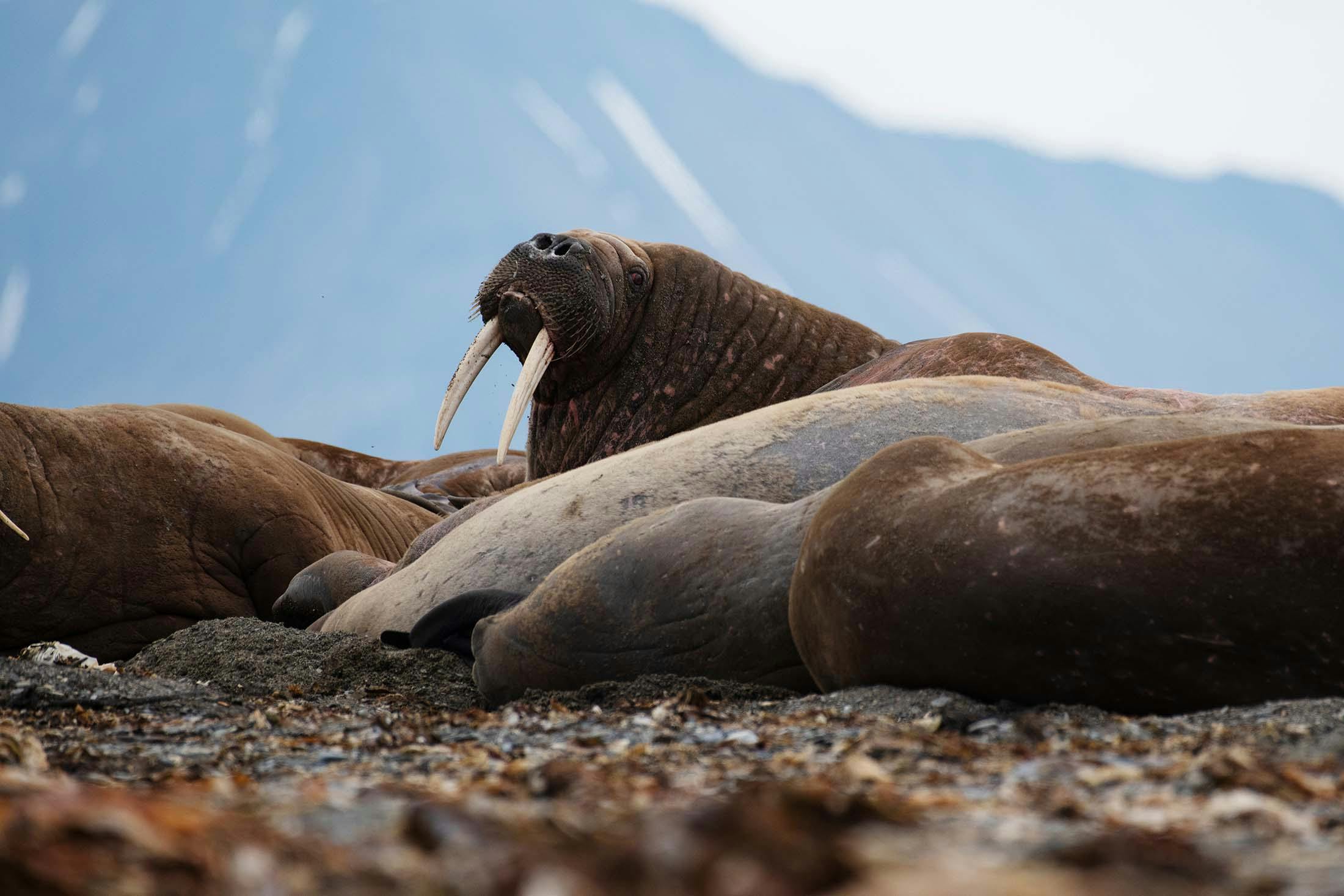 Among Arctic Animals: The Magnificent and Endangered Atlantic Walrus