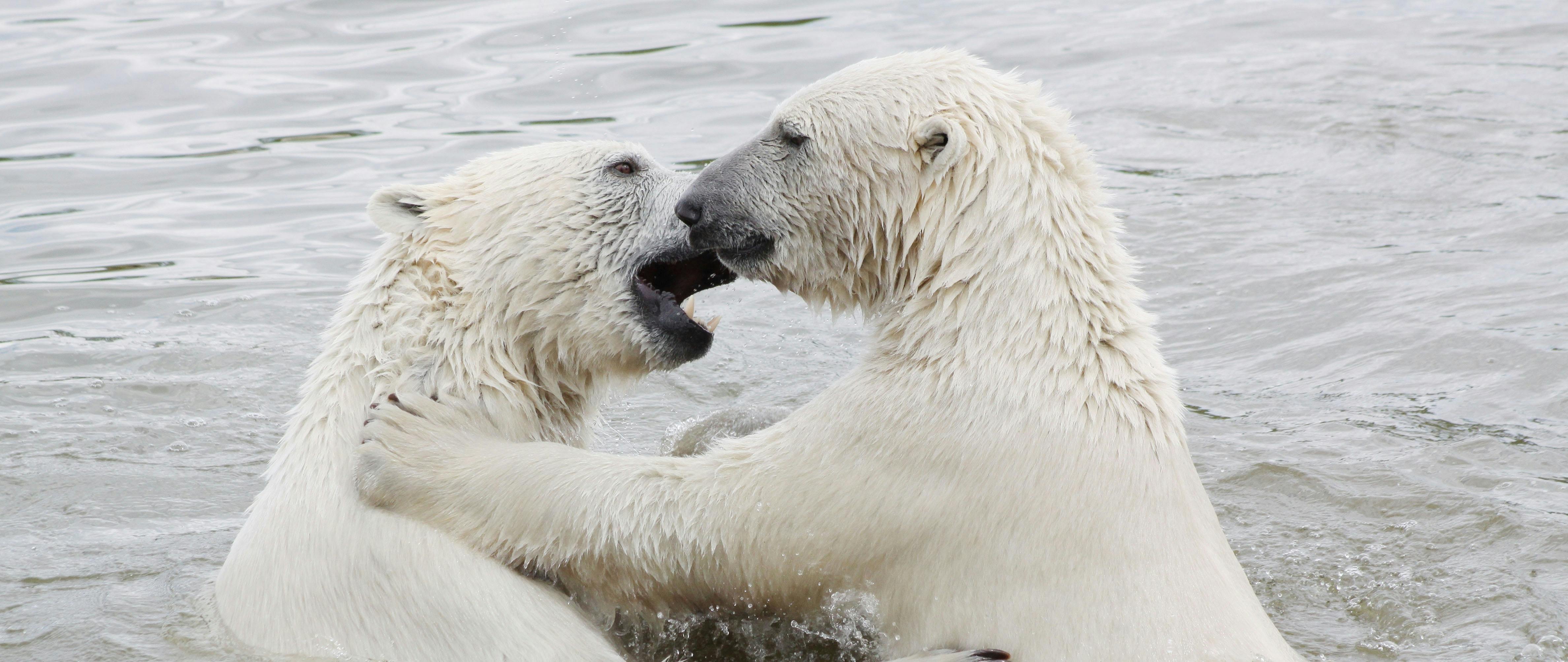 Arctic Polar Bears: A Love Story With an Uncertain Ending