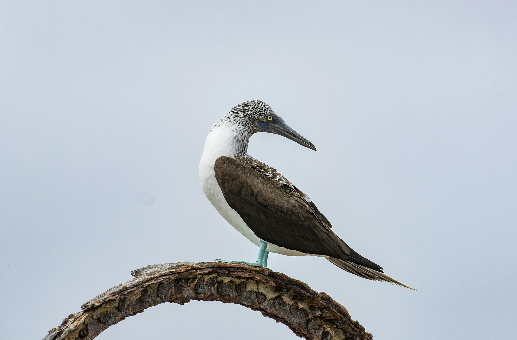 Behind the Lens: A Blue-footed Booby Encounter at Lobos de Tierra, Peru