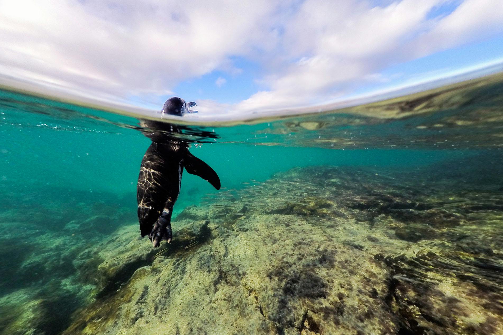 Behind the Lens: Among Penguins North of the Equator