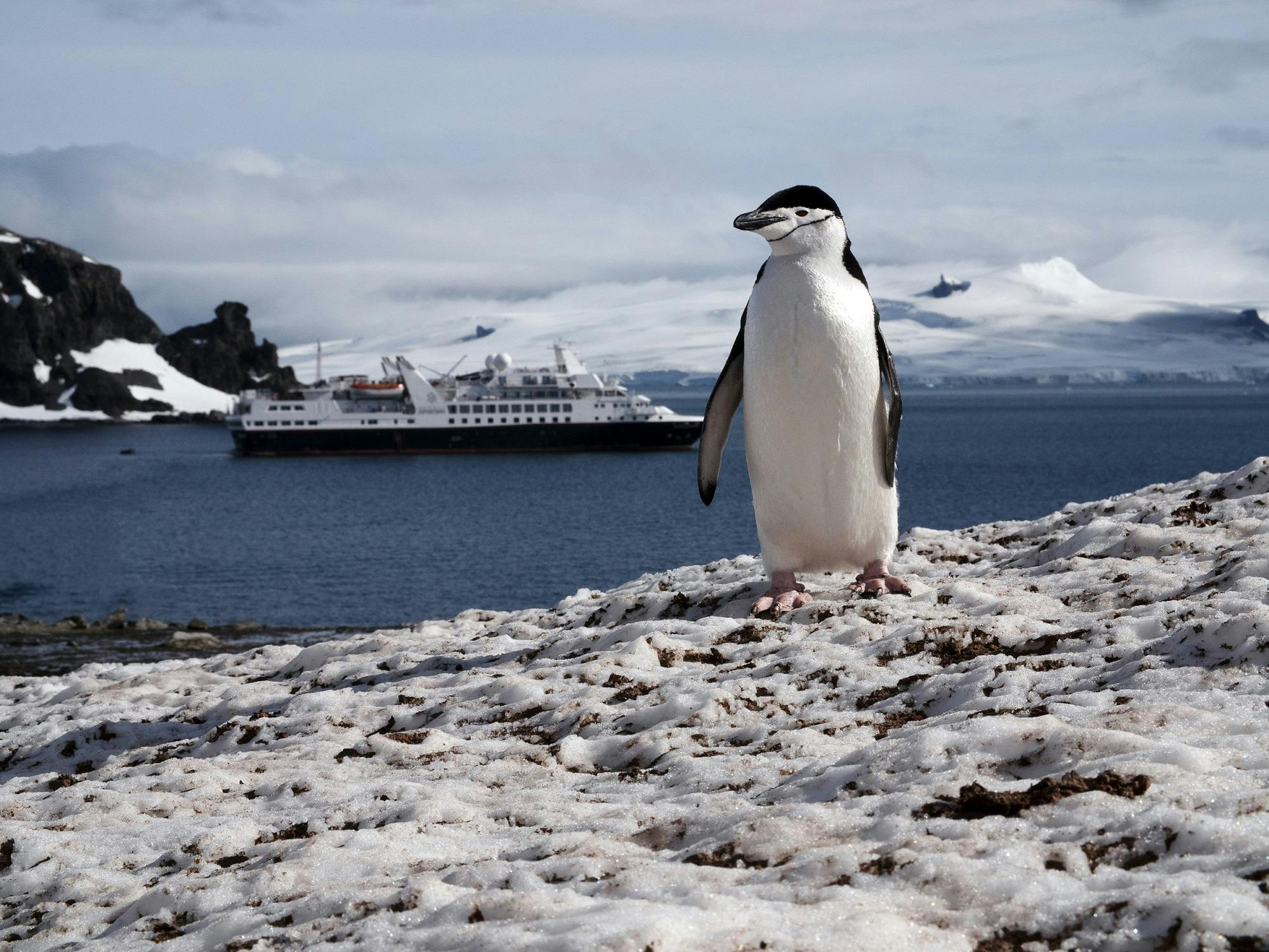 Behind the Lens: An Epic Journey with a Chinstrap Penguin