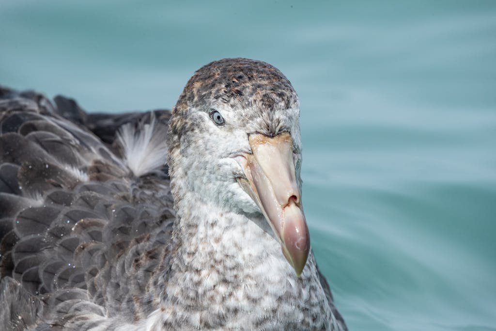 Behind the Lens: Appreciating Wildlife Photography in South Georgia