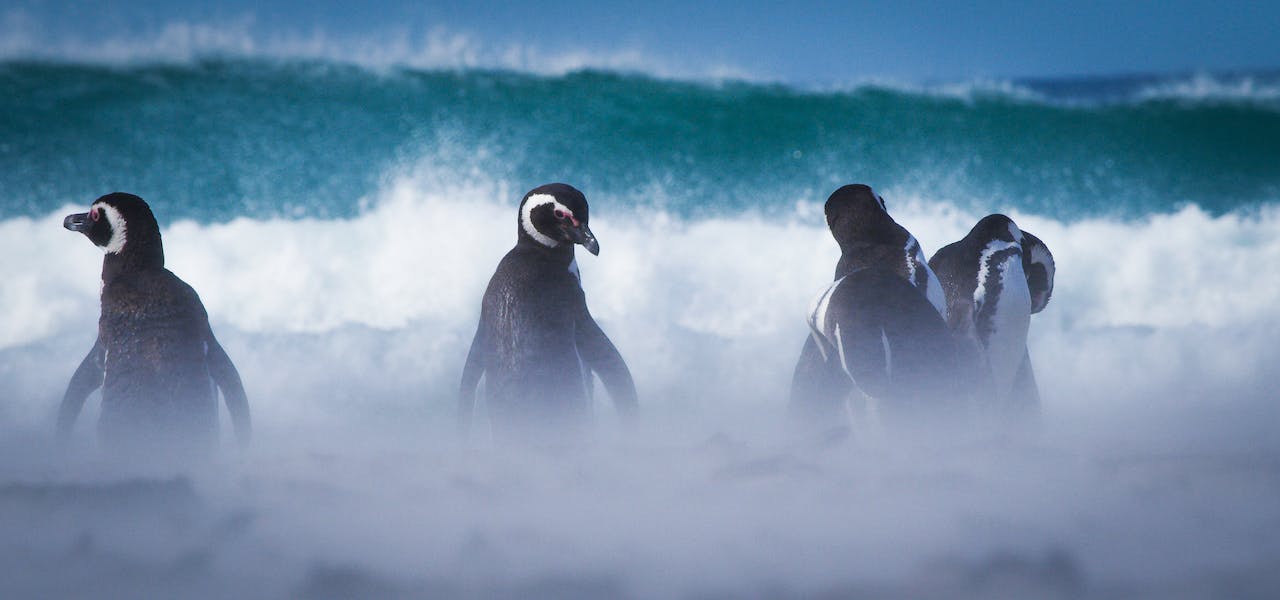 Behind the Lens: Capturing the Magic of Magellanic Penguins in the Falklands