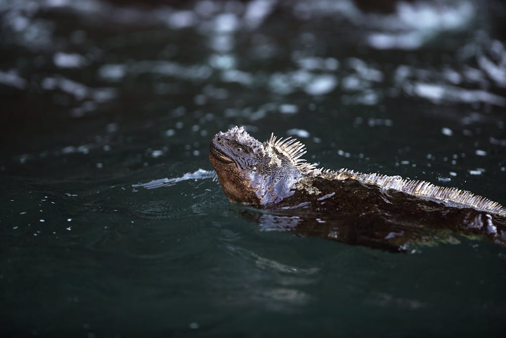 Behind the Lens: Close-up Moments with Marine Iguanas