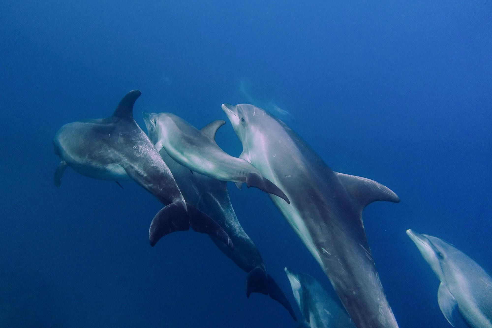 Behind the Lens: Diving Deep with Bottlenose Dolphins