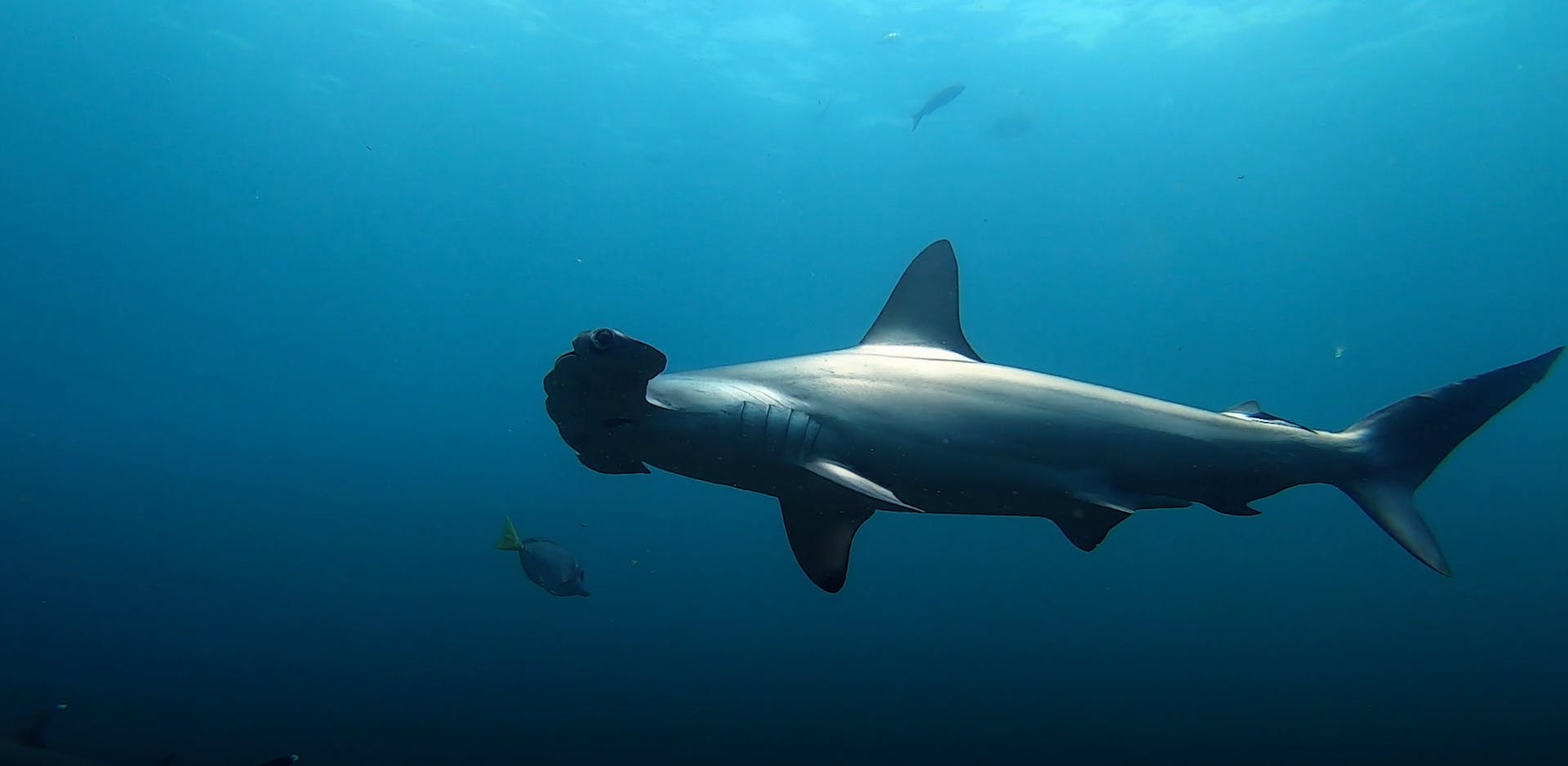 Behind the Lens: Experiencing the Splendor of Hammerhead Sharks in Galápagos