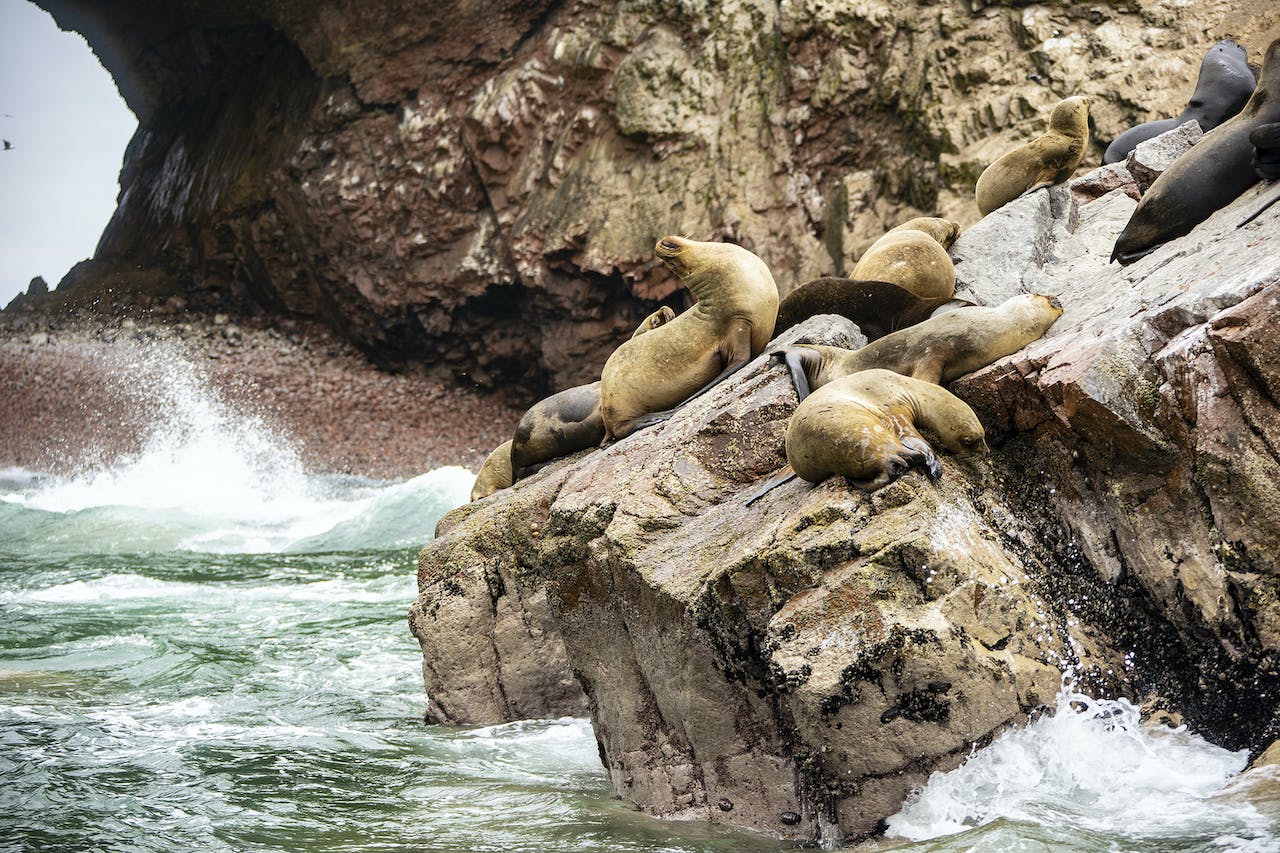 Behind the Lens: Exploring South America’s Pacific Coast and the Andes Mountains