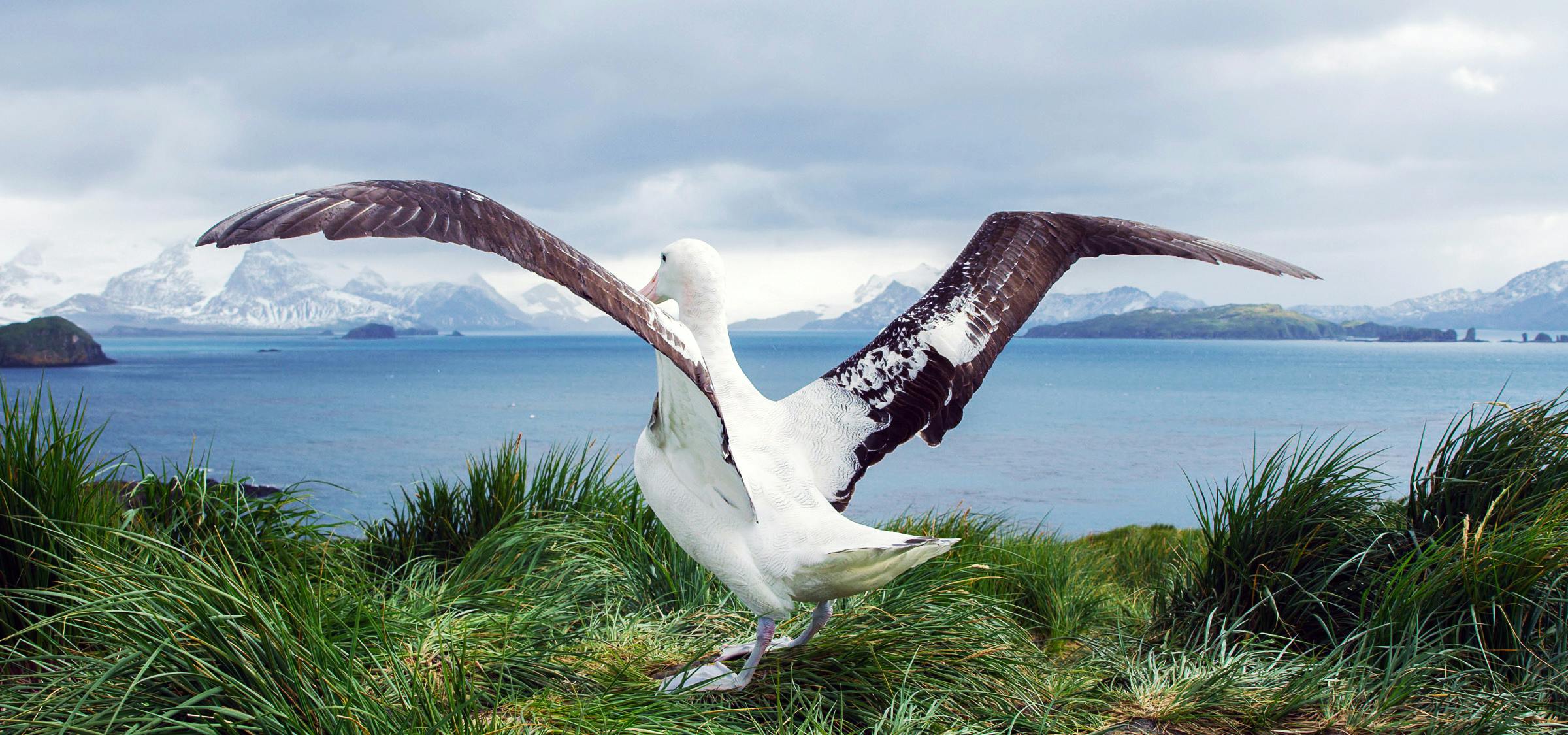 Behind the Lens: Eye-to-Eye with an Albatross