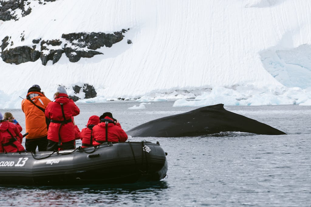 Behind the Lens: Filming Antarctica’s Wild Beauty from a Zodiac