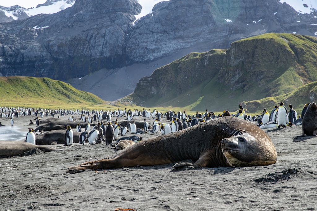 Behind the Lens: Filming Elephant Seals at Gold Harbour, South Georgia