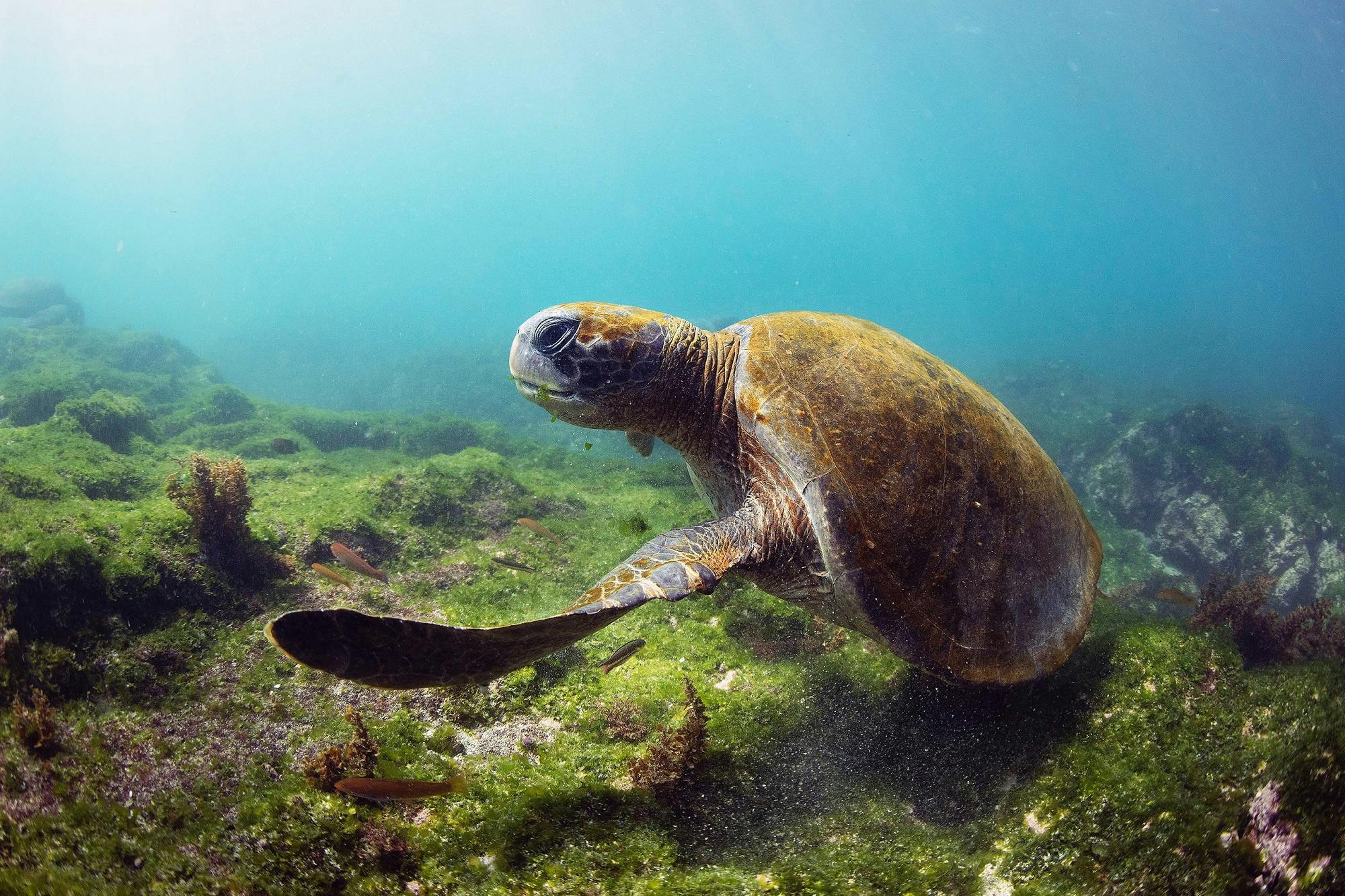 Behind the Lens: Filming Pacific Green Sea Turtles