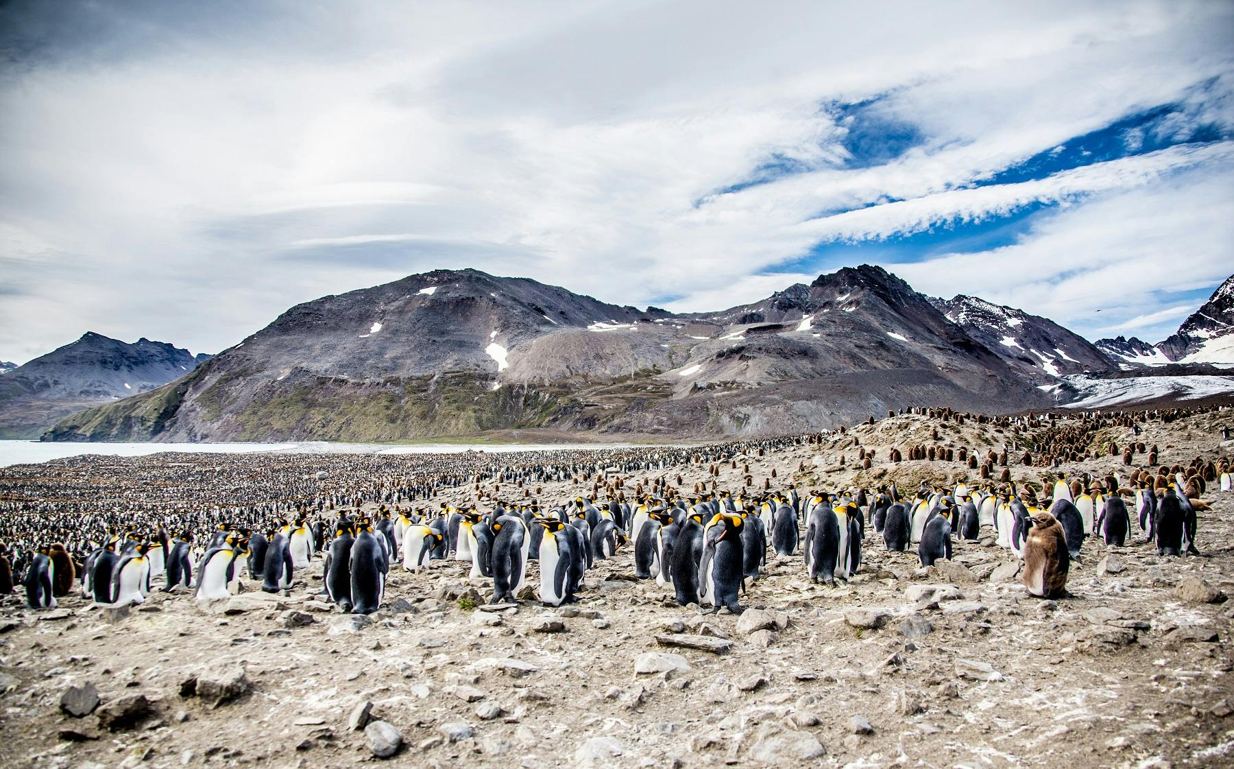 Behind the Lens: Filming South Georgia’s King Penguin Colony