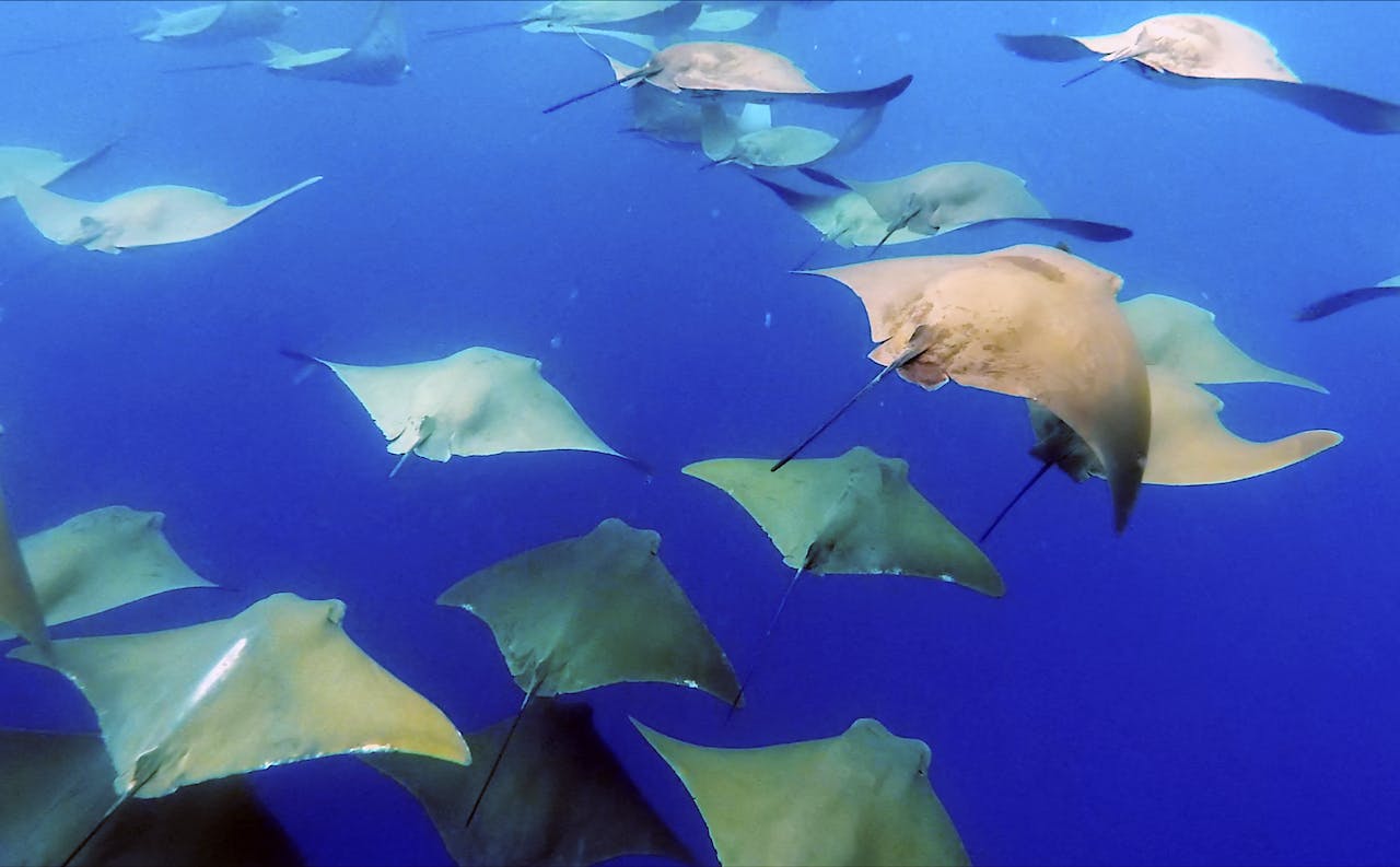 Behind the Lens: Filming the Manta Rays of the Galápagos