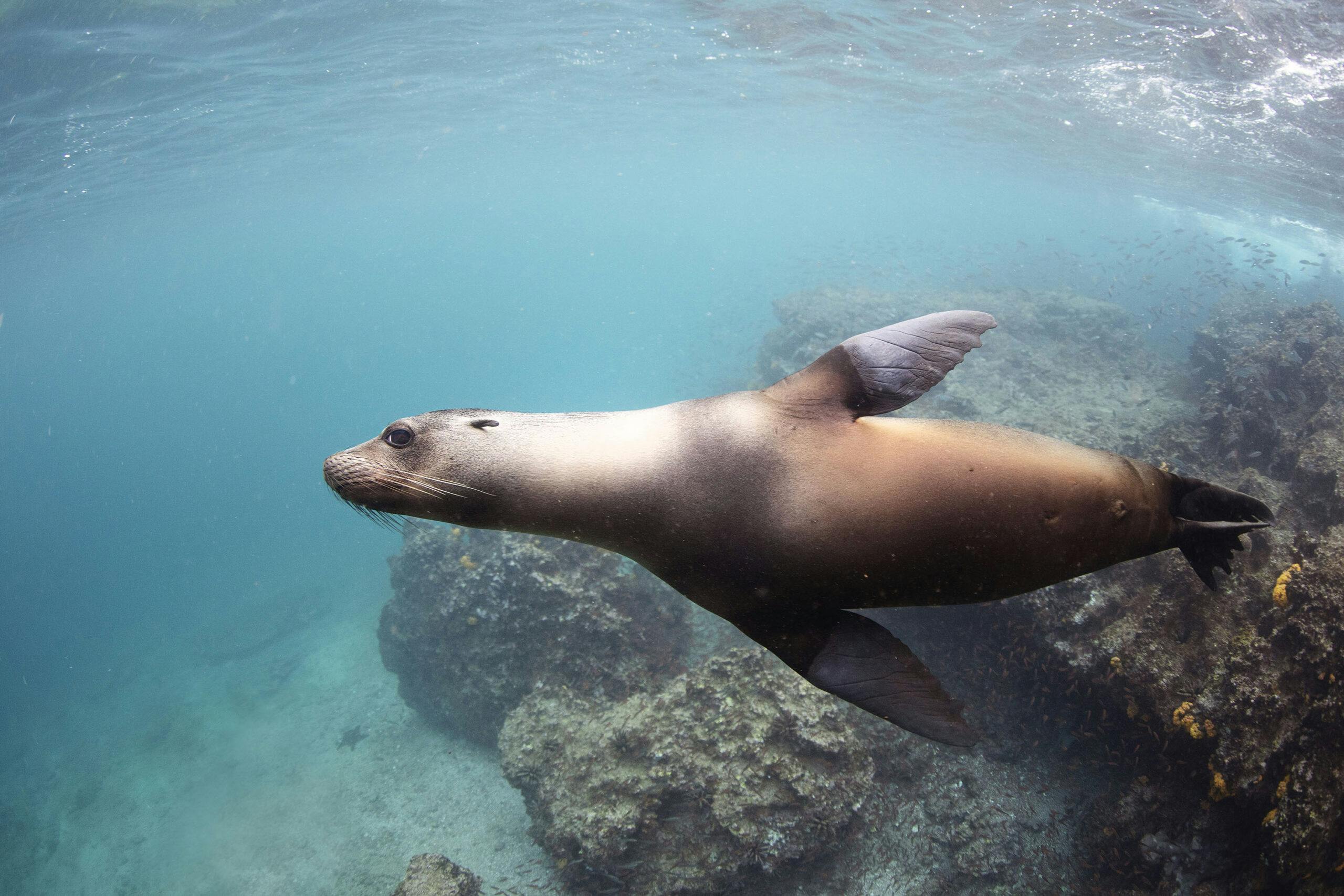 Behind the Lens: Freediving with the Galápagos Sea Lion