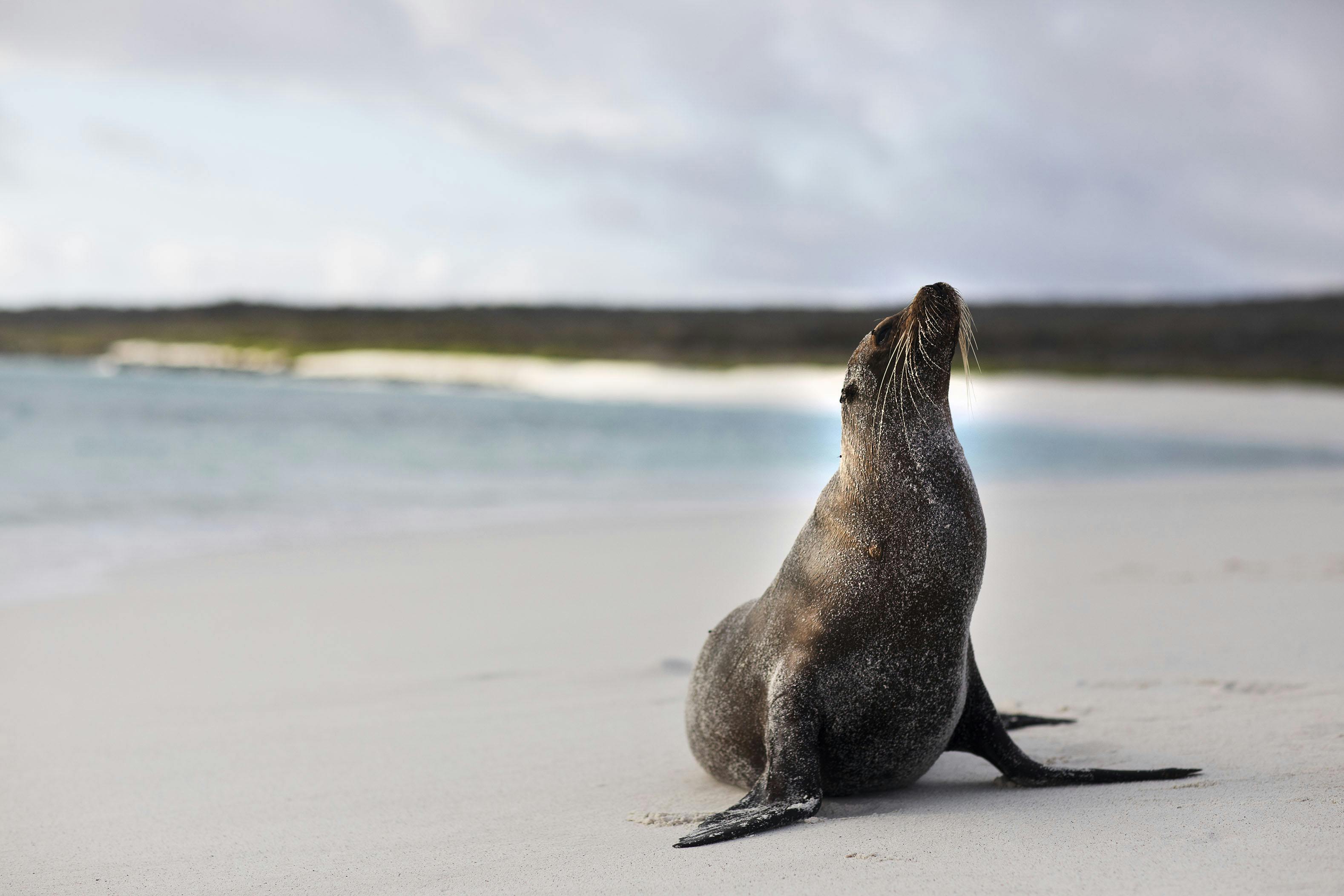 Behind the Lens: Growing up Alongside Galapagos Sea Lions