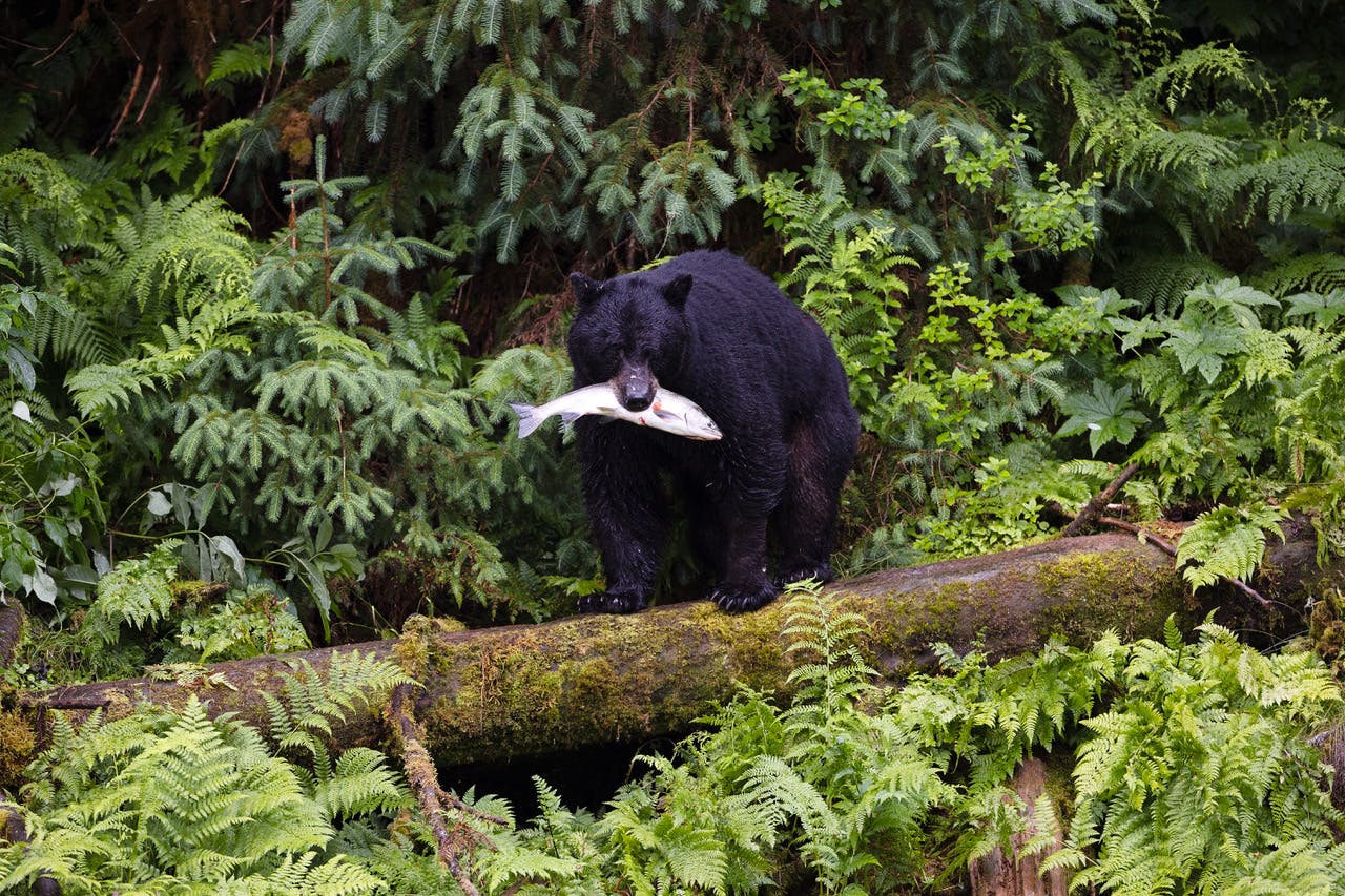 Behind the Lens: In Alaska, Wrangell’s Alluring Black Bears