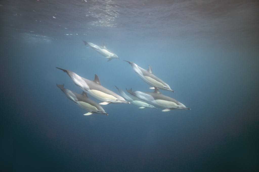 Behind the Lens: In the Azores, Swimming with Wild Dolphins