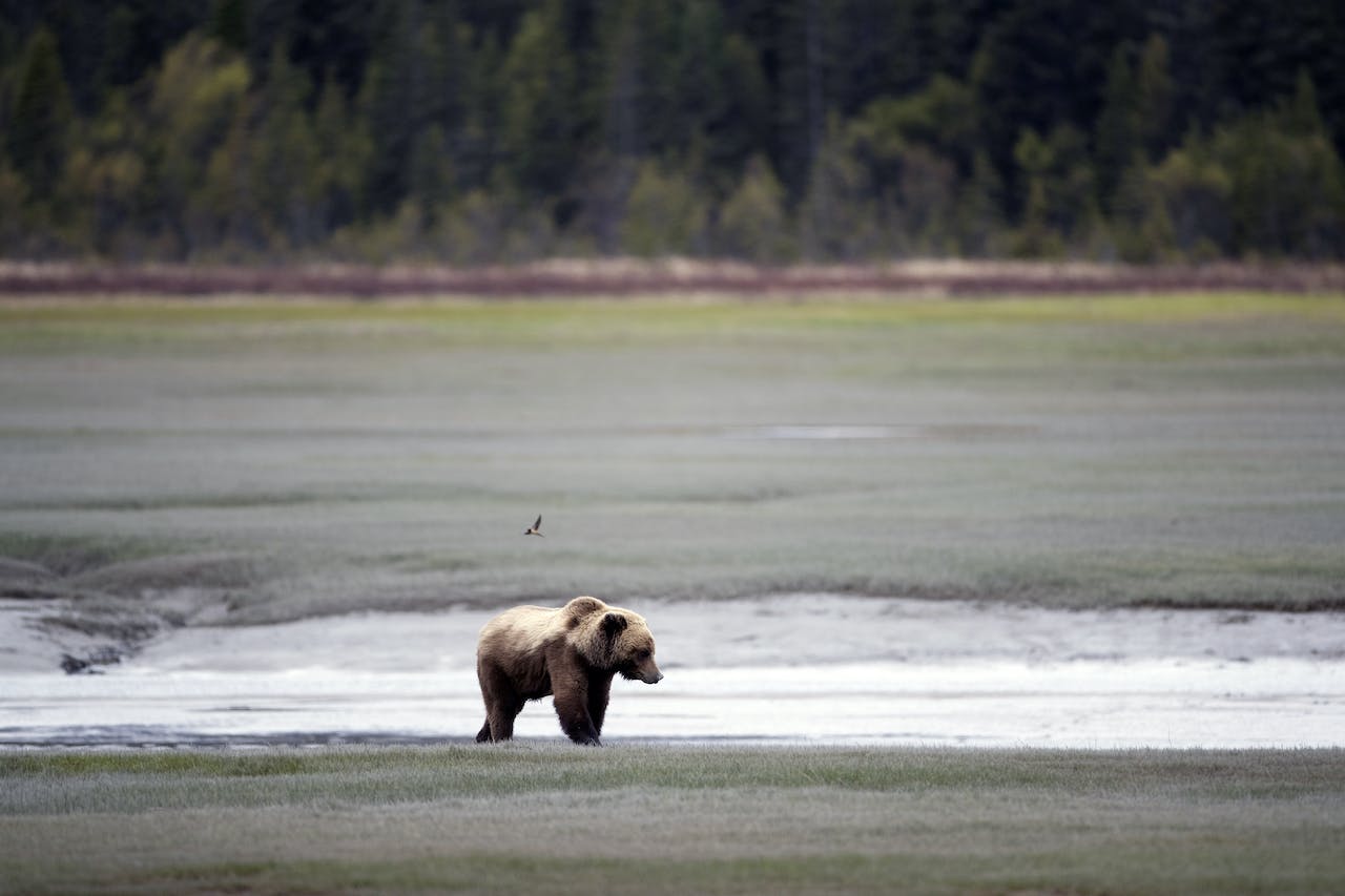 Behind the Lens: In the Presence of Brown Bears in Alaska